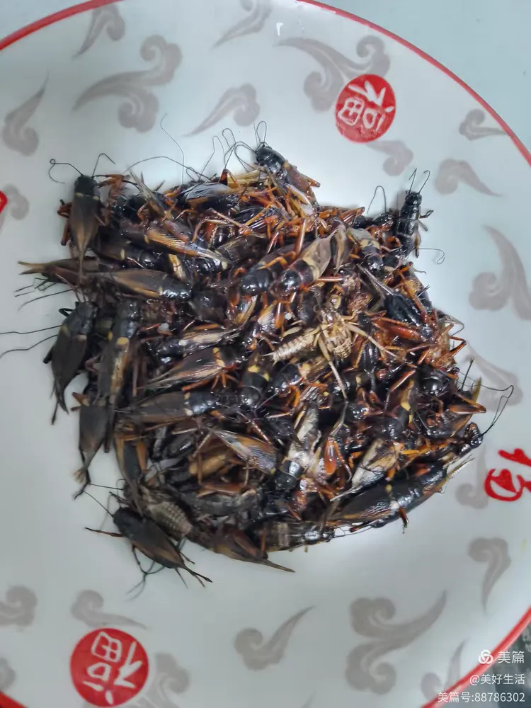 炸蟋蟀一一酥脆美味高蛋白